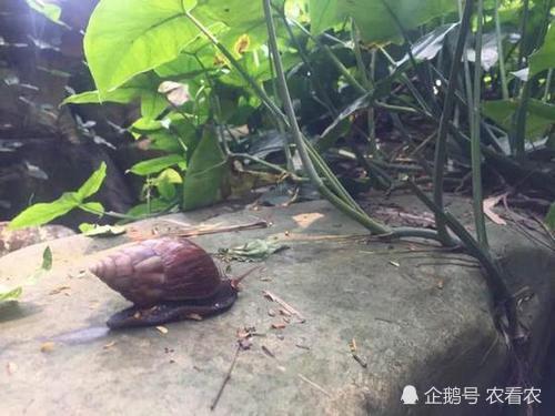 非洲大蜗牛|吃水泥能充饥，曾给美国造成危机，如今我国泛滥成灾，吃货也无奈
