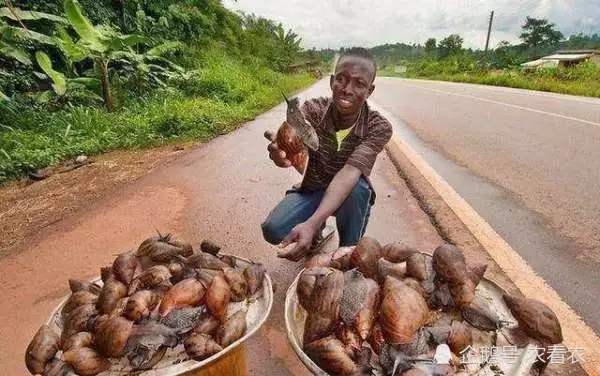 非洲大蜗牛|吃水泥能充饥，曾给美国造成危机，如今我国泛滥成灾，吃货也无奈