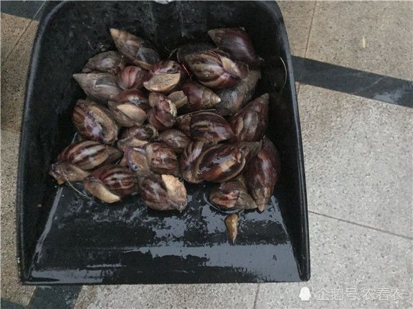 非洲大蜗牛|吃水泥能充饥，曾给美国造成危机，如今我国泛滥成灾，吃货也无奈