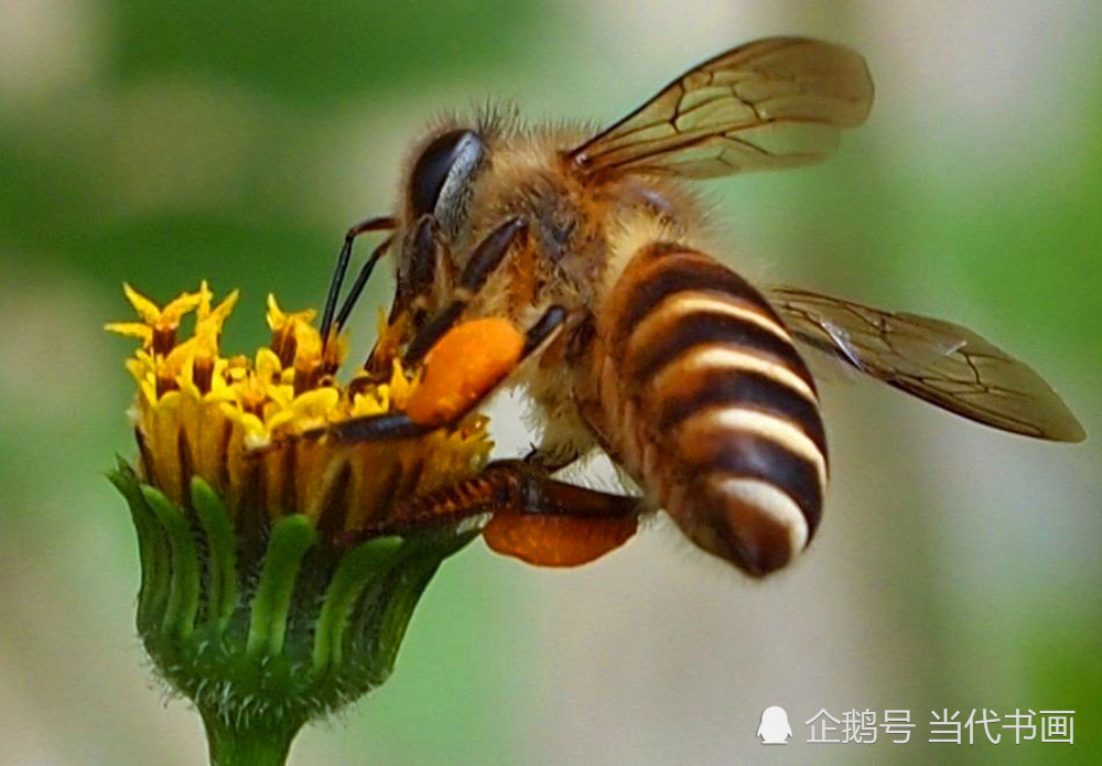 七律-金蜂颂_腾讯新闻