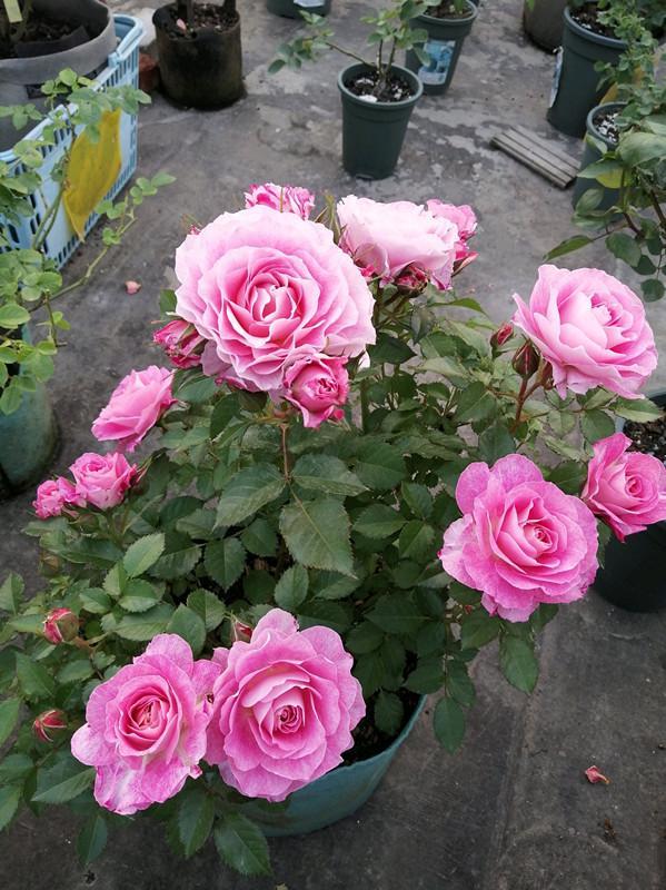 很耐热的盆栽月季,两广也能种,又香又美,四季开花,很值得拥有