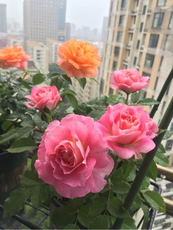 很耐热的盆栽月季,两广也能种,又香又美,四季开花,很值得拥有