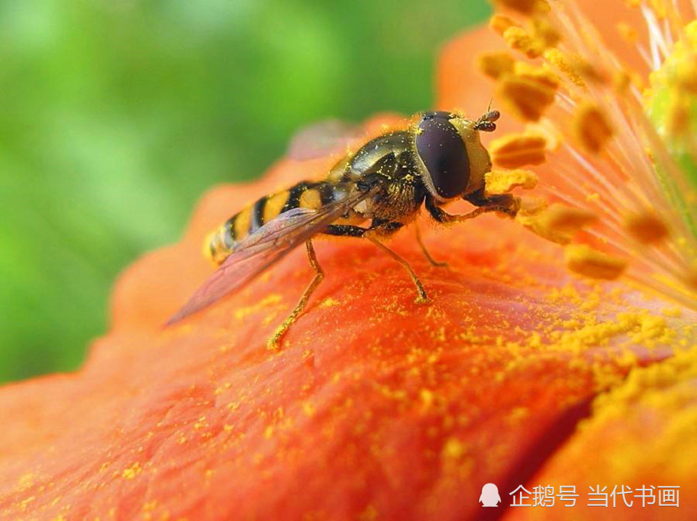 七律-金蜂颂_腾讯新闻