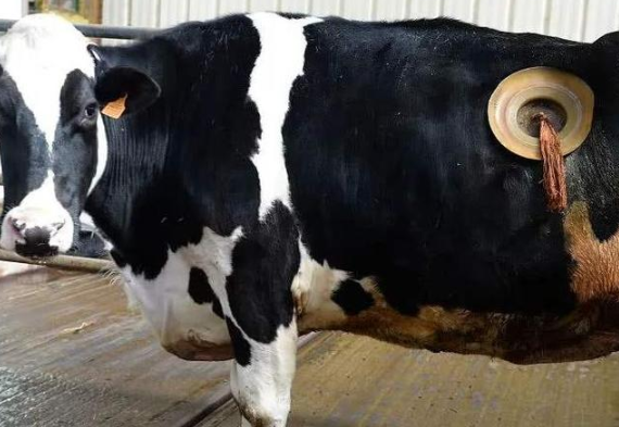 在奶牛身上挖个洞还经常伸手去掏过程中它们不会痛吗