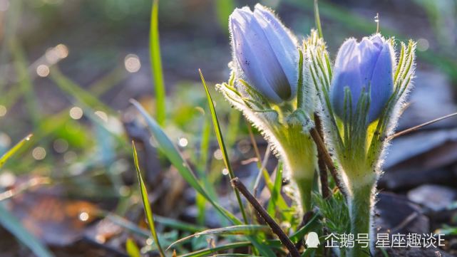 7月13日星座运势 双子顺其自然 狮子三思而行 双鱼豁然开朗 双子座 星座运势 狮子座 双鱼座