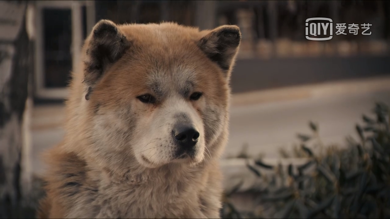 忠犬八公男主角图片