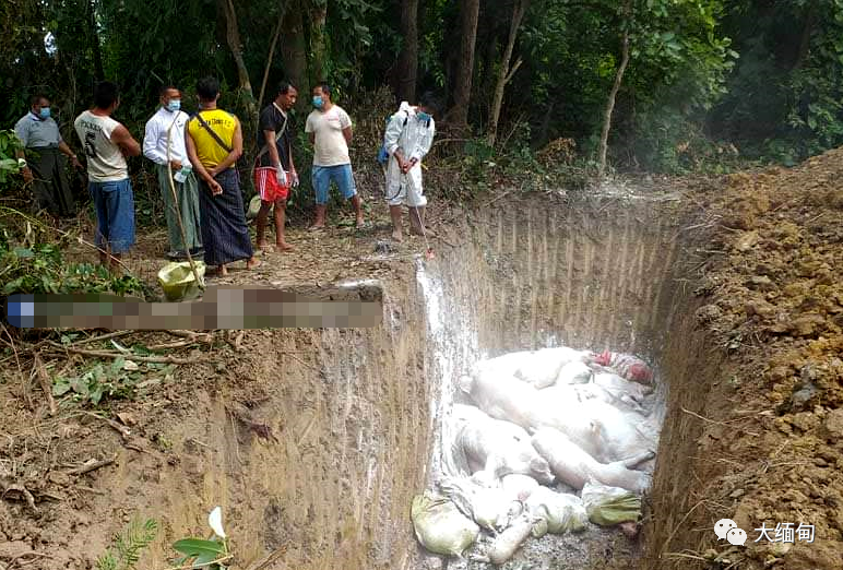 目前,当地村寨挖掘深坑,先对病死猪进行消毒处理,然后坑埋.