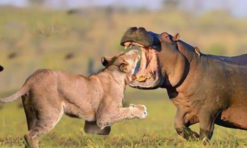 河马和狮子大战后河马痛得瘫倒在地镜头拍下残忍全过程