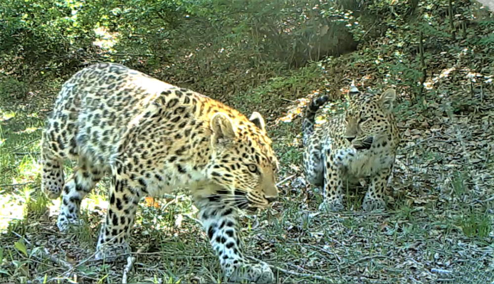 太行山豹公主又出现啦让公豹进入领地交配常捕食落单野猪