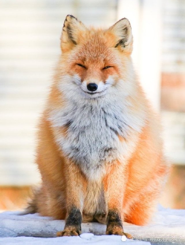 这些小狐狸真是可爱的,这是传说中的千年的狐妖妲己吗