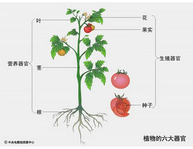 番茄果实结构图片