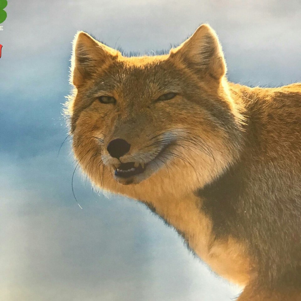 方脸丑萌的狐狸小短腿受欢迎对草原贡献很大