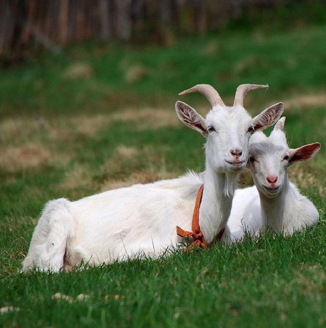 印度一山羊长人脸尤其是两只眼睛极为相像被当地人视作神明