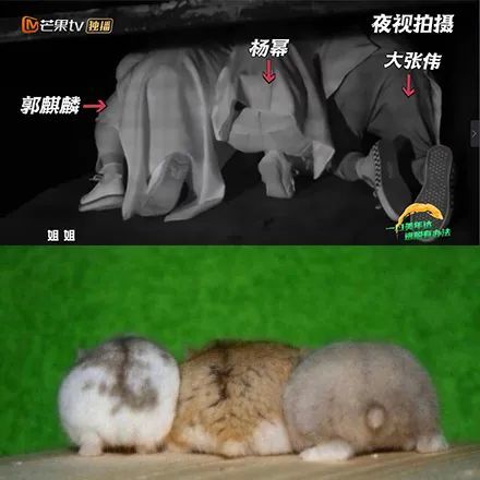 邓伦|烧脑又刺激，憋尿也要看完的爆款国综回来了