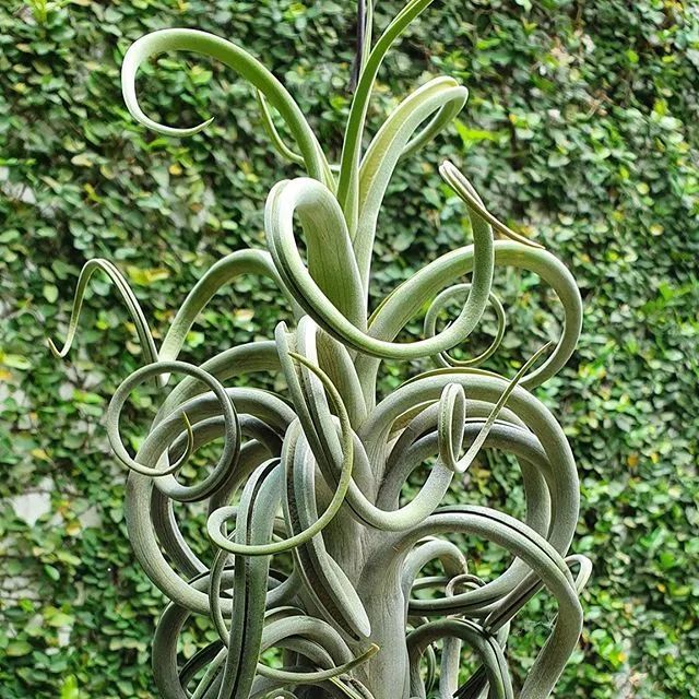 空气凤梨花中花