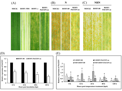 条锈病|小麦高温抗条锈病分子机制探究