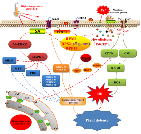 条锈病|小麦高温抗条锈病分子机制探究