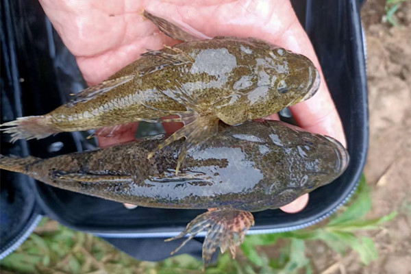 解锁新鱼种:沙塘鳢的垂钓技巧,这种鱼以前很常见,现在难得一见