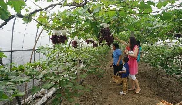 马陆葡萄|她把马陆葡萄当孩子来养，当年求职简历上写“我很能吃苦”