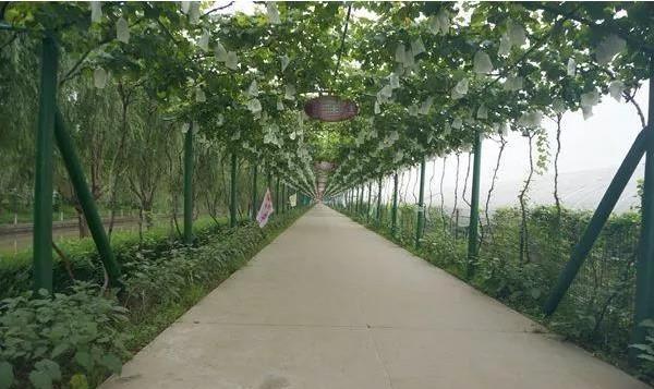 马陆葡萄|她把马陆葡萄当孩子来养，当年求职简历上写“我很能吃苦”