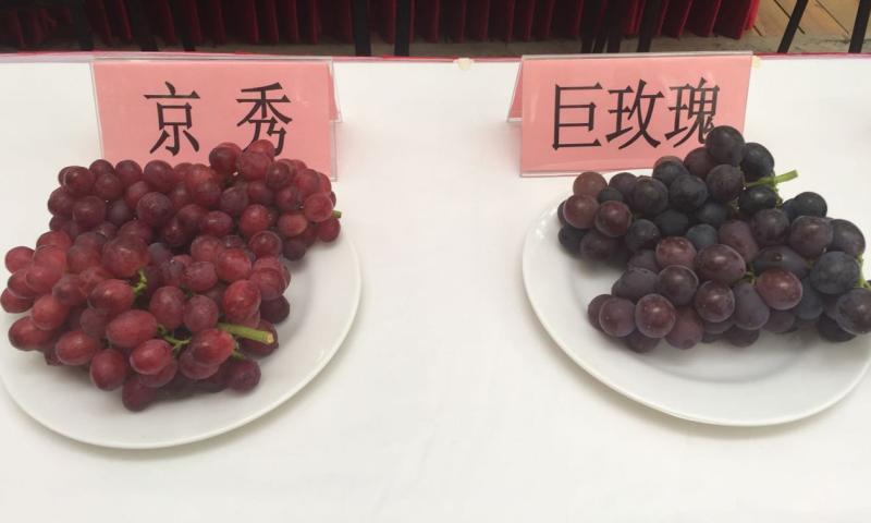 马陆葡萄|她把马陆葡萄当孩子来养，当年求职简历上写“我很能吃苦”