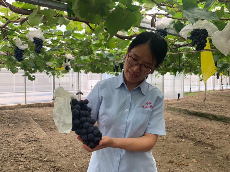 马陆葡萄|她把马陆葡萄当孩子来养，当年求职简历上写“我很能吃苦”