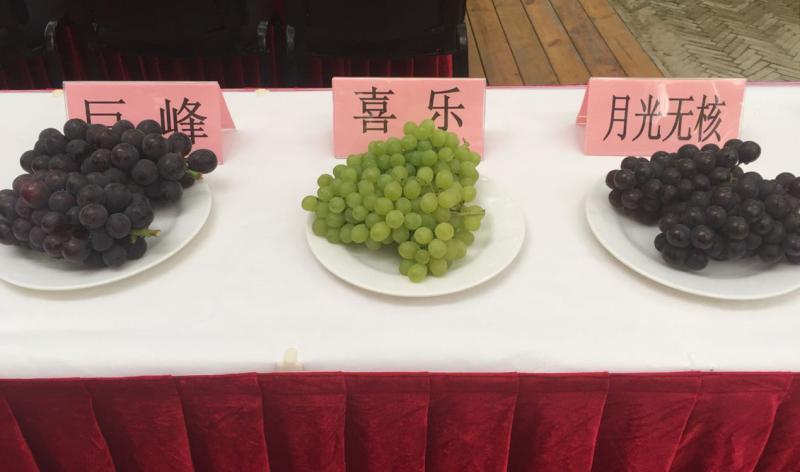 马陆葡萄|她把马陆葡萄当孩子来养，当年求职简历上写“我很能吃苦”