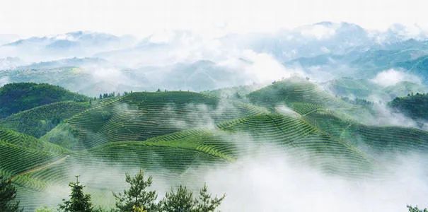 知茶味，闻茶香，懂茶趣