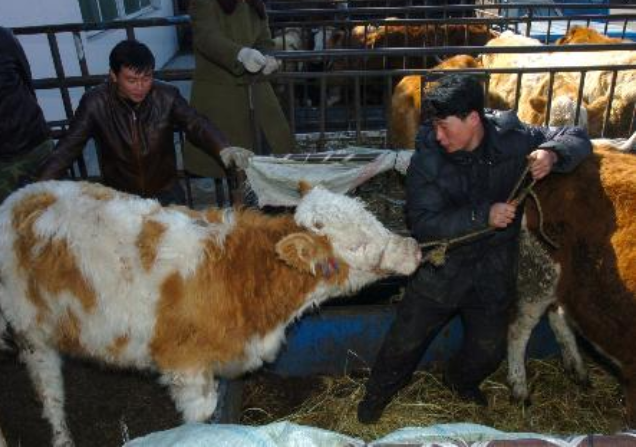 美國牛肉屠宰場到底有多先進活牛進去出來就變成牛排