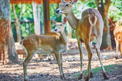 这里的动物宝宝萌萌哒 腾讯新闻