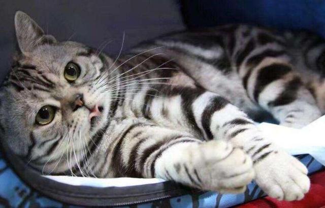 饲养美国短毛猫的6大 坏处 看完你还敢养吗 美国短毛猫 美短猫 猫咪