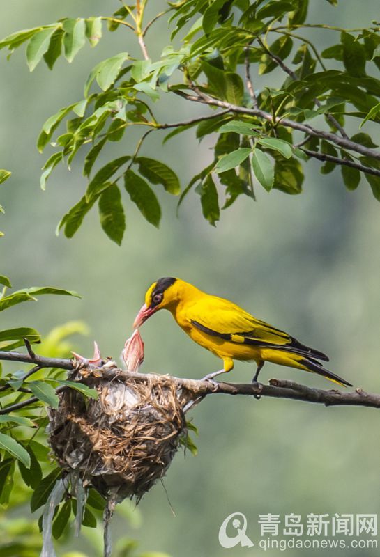 镜头记录野生鸟类育雏喂食过程 满满都是温情