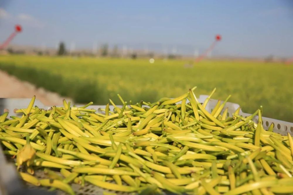 吃在吴忠盐池黄花菜