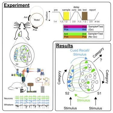 脑科学|脑科学日报：蝙蝠导航的认知地图证据；自供电的仿生聚合物支架