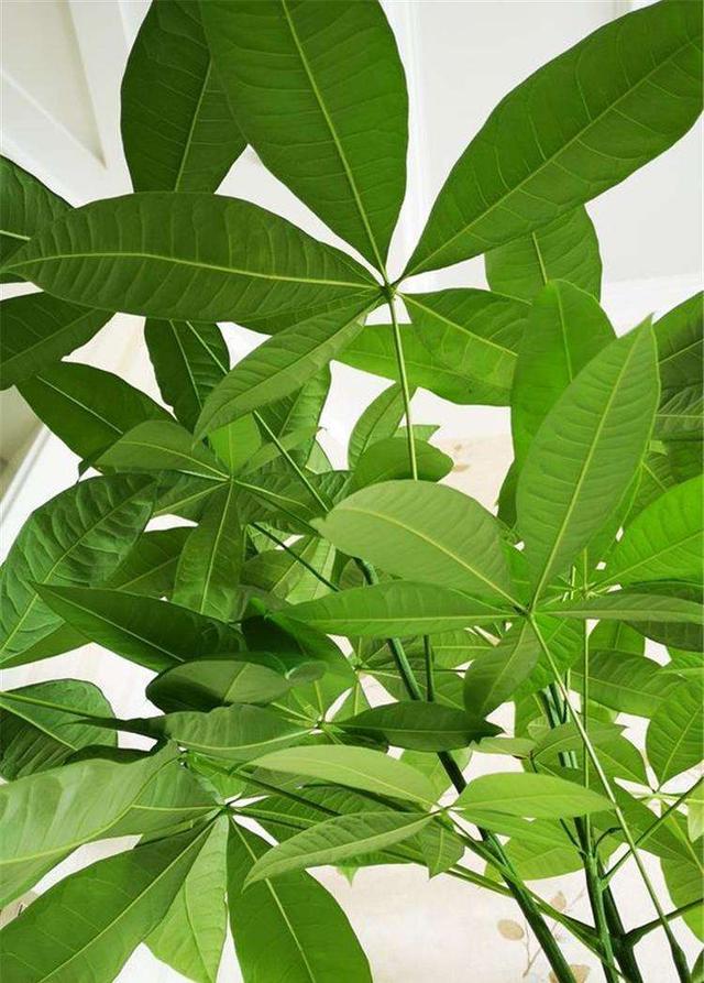 发财树招财寓意好,浇水做好这几点,夏天葱郁窜新芽