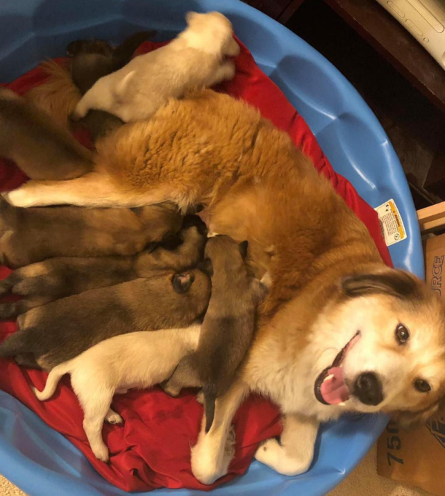 流浪狗藏着8只小狗,男子找了一周没找着,一窝狗早躲在他屋子下