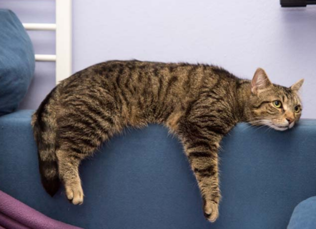 猫咪记性好,可能是在"报复",老猫记性差