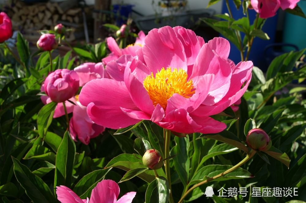 7月14日星座运势 白羊勇往直前 狮子脚踏实地 双鱼思虑周全 腾讯新闻