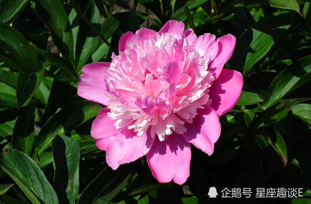 7月14日星座运势 白羊勇往直前 狮子脚踏实地 双鱼思虑周全 腾讯新闻