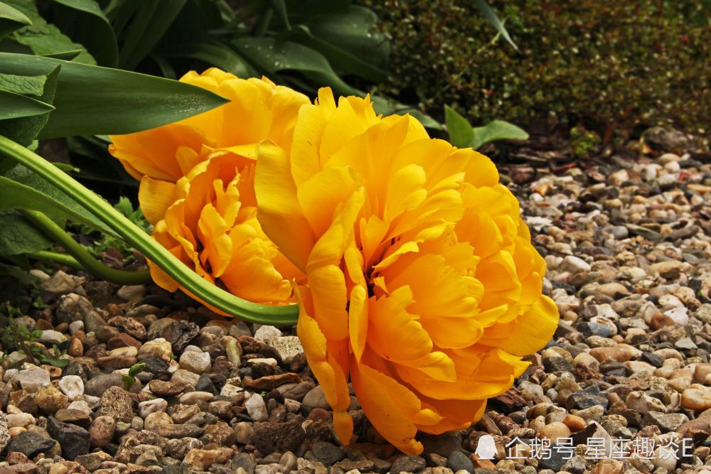 7月14日 18日星座运势 白羊内心充实 天蝎配合默契 双鱼另眼相看 腾讯新闻