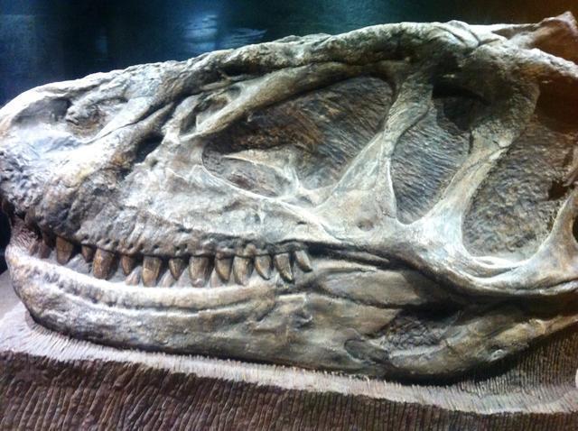 化石的白色物体,经考古学家挖掘鉴定后,这居然是一具完整的恐龙骨架