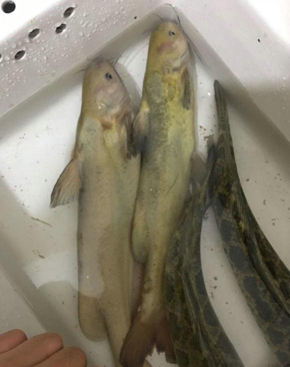 洪水冲击,大量"巨型黄颡鱼"逃入长江,体长可达40公分