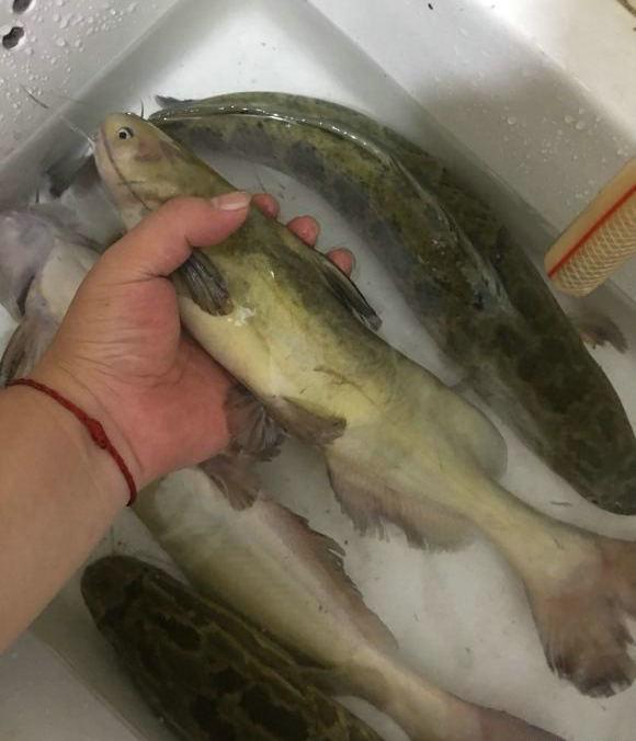 洪水冲击,大量"巨型黄颡鱼"逃入长江,体长可达40公分