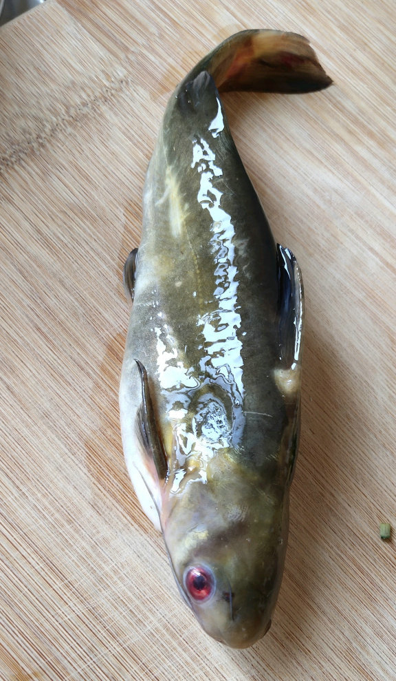 洪水冲击,大量"巨型黄颡鱼"逃入长江,体长可达40公分