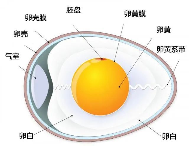 因为气孔主要集中在蛋壳的大头一端,可避免蛋液影响呼吸作用,导致鸡蛋