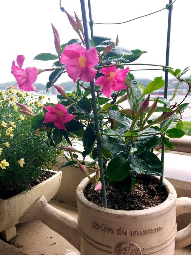 夏季养花选这种,耐热好养,终年常绿,三季开花,阳台盆栽也可以