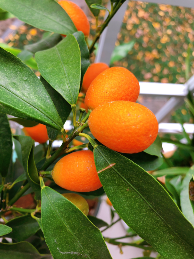 家里养4种转运珠一年顺顺利利财气满门