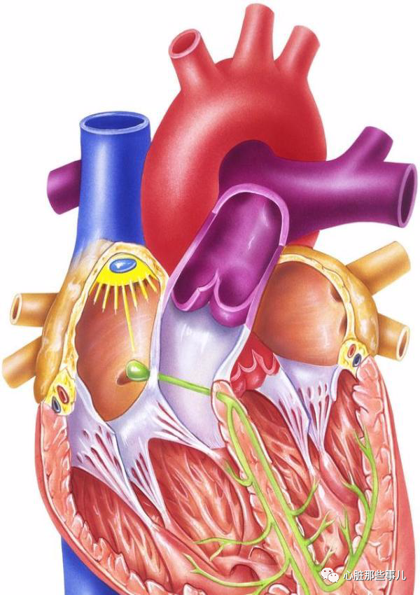 正常是由窦房结来发号施令,窦房结说心脏每分钟跳多少次,心房和心室每