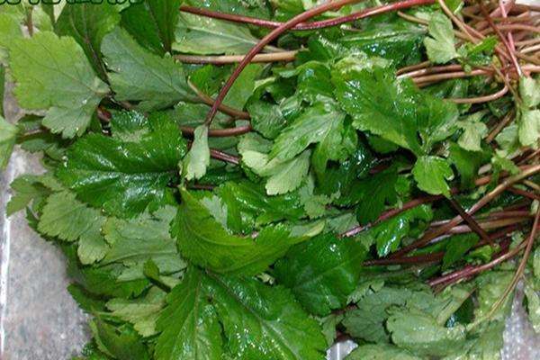 艾草中的钻石红脚艾你知多少