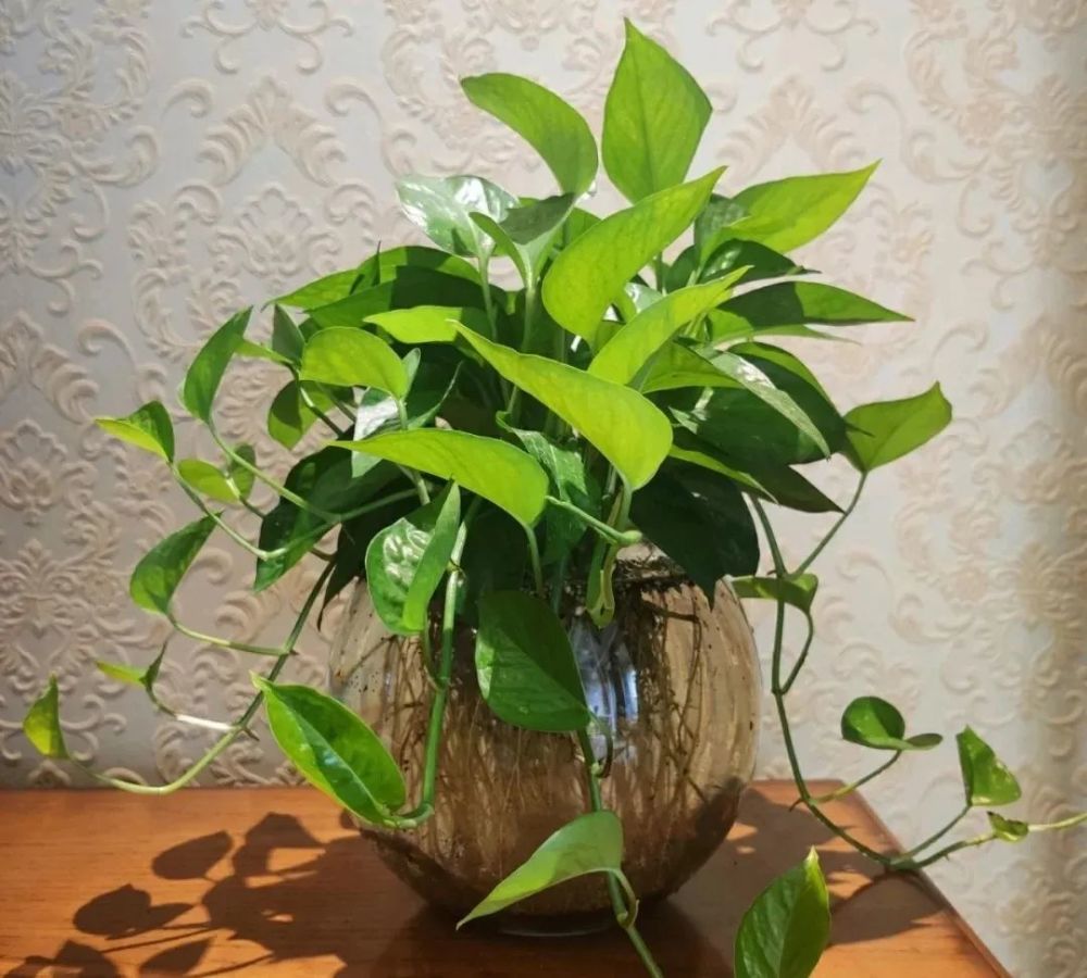 绿萝的水培,土培养护要点,这样做,绿萝常年油亮
